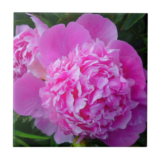 Gros carreau rose (Devant)