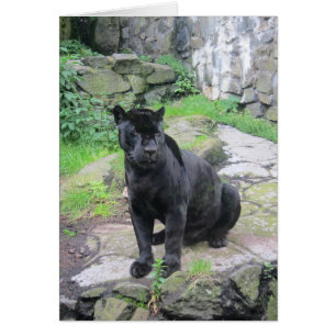 Gros chat Jaguar noir assis sur le rocher