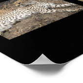 Gros Chats - Serengeti, Poster de Tanzanie (Coin)