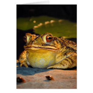 Gros crapaud gras