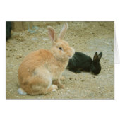 Gros Lapin Rouge (Devant horizontal)