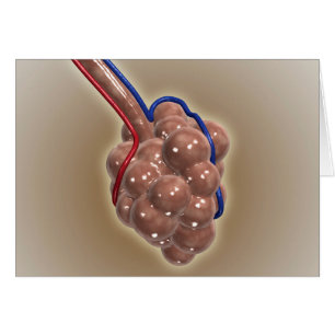 Gros Plan D'Alveolus