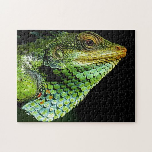 Gros plan de la tête de Chameleon, Jigsaw Puzzle (Horizontal)