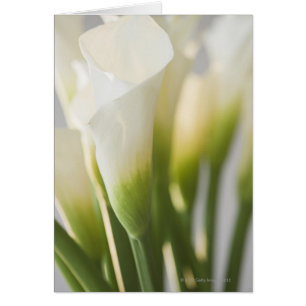 Gros plan des fleurs calalitaires