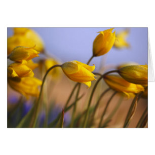 Gros plan des jonquilles