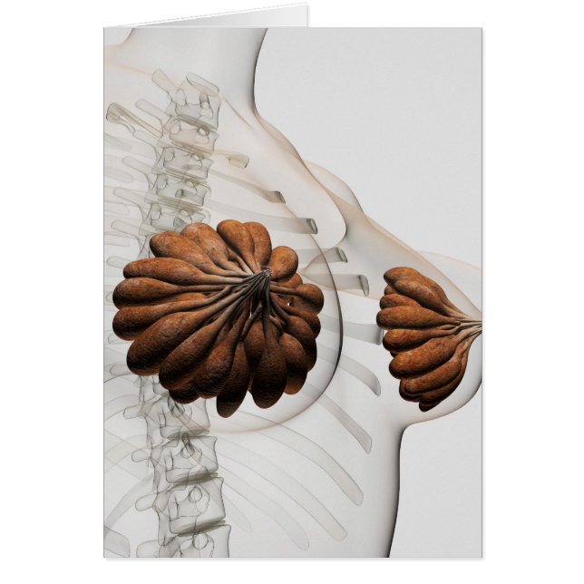 Gros Plan Des Marais Mammaires Féminins (Devant)