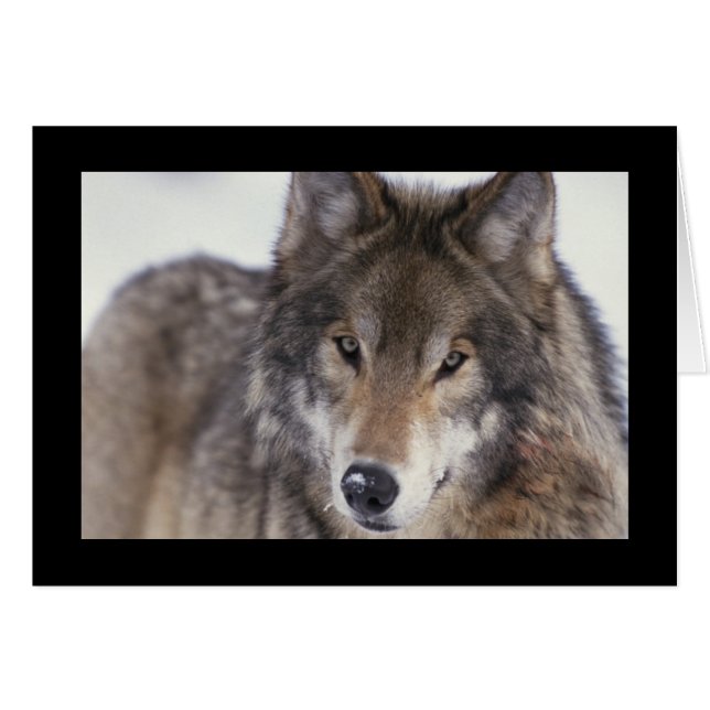 Gros plan du loup (Devant horizontal)