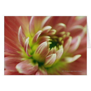 Gros plan d'une fleur