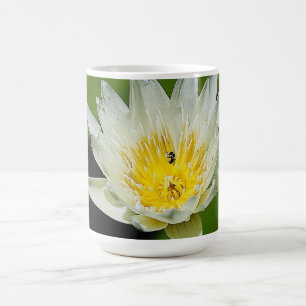 Gros plan Fleur Lily d'eau blanche et Mug d'abeill
