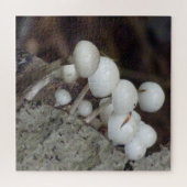 Gros plan Puzzle : Champignons de porcelaine (Horizontal)