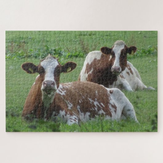 Gros Plan Puzzle : Deux Vaches Blancs Brown (Horizontal)
