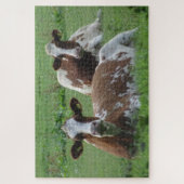 Gros Plan Puzzle : Deux Vaches Blancs Brown (Vertical)