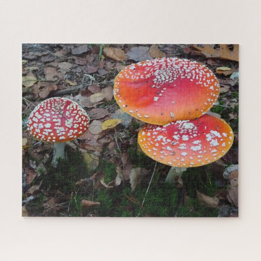 Gros plan Puzzle : Trois Amanitas Volées (Horizontal)