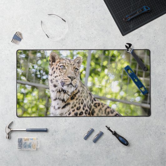 Gros plan sur la photo du visage de Leopard (Poste de travail)