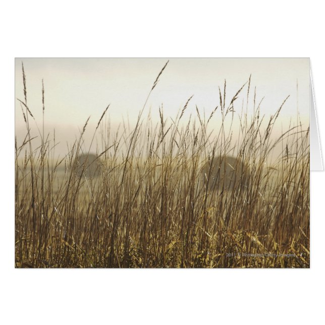Gros plan sur la photographie du blé (Devant horizontal)