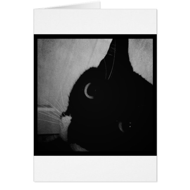 Gros plan sur Lucy's Crazy (Devant)