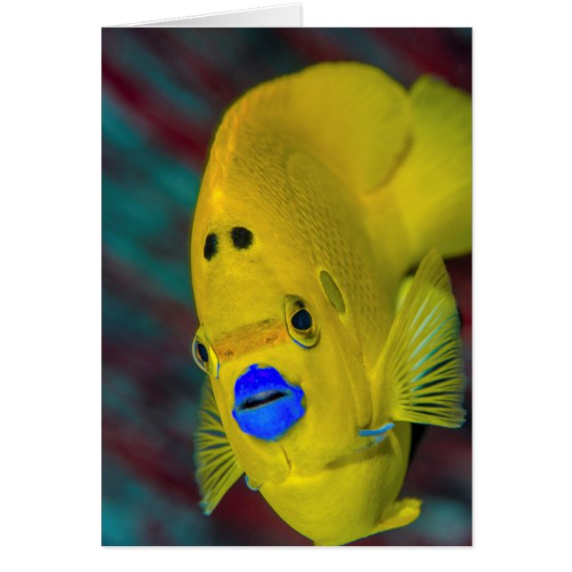 Gros plan sur un poisson-ange (Devant)