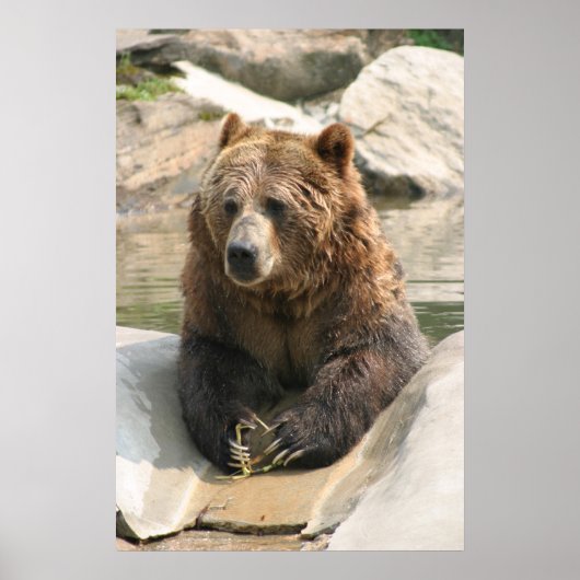 gros poster de grizzli 2 (Devant)