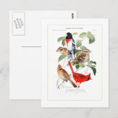 Grosbeak en kardinaal briefkaart (Voorkant / Achterkant)