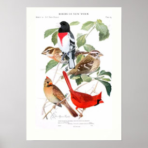 Grosbeak en kardinaal poster