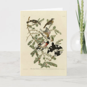 Grosbeak met roos, Amerikaanse vogels Kaart
