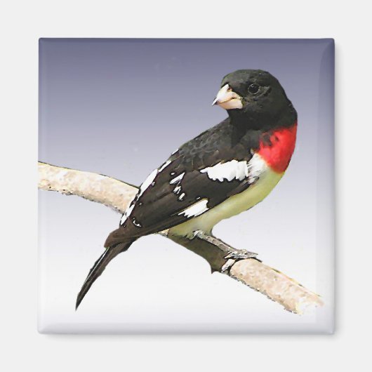 Grosbeak met roos magneet (Voorkant)
