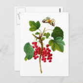 Groseillier Rouge van Pierre Joseph Redoute Briefkaart (Voorkant / Achterkant)