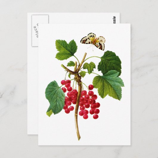 Groseillier Rouge van Pierre Joseph Redoute Briefkaart (Voorkant / Achterkant)