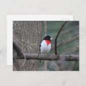 Großbeak-briefkaart met rode borst briefkaart (Voorkant / Achterkant)