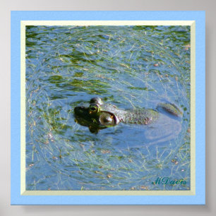 Grosse grenouille énorme affiche
