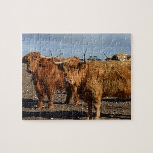 Grosses vaches Brown des Highlands, Puzzle (Horizontal)