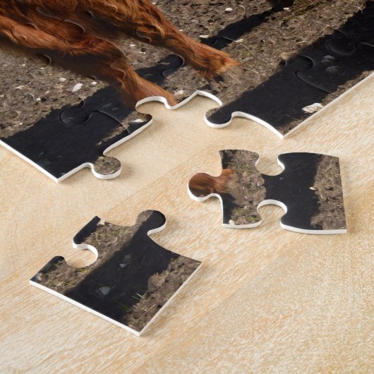 Grosses vaches Brown des Highlands, Puzzle (Côté)