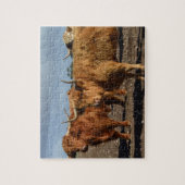 Grosses vaches Brown des Highlands, Puzzle (Vertical)