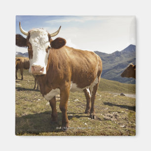 grossglockner hochalpenstrasse,hohe tauern; magneet