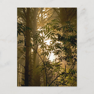 Grote altijdgroene bossen   Oregon-kust Briefkaart