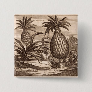 Grote anananassen kweken, illustratie van een desc vierkante button 5,1 cm