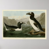 Grote auk - John James Audubon's vogels in Amerika Poster (Voorkant)