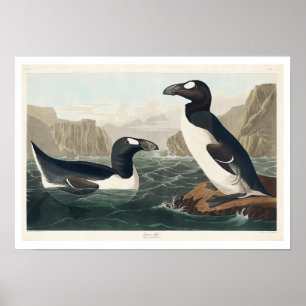 Grote Auk van het Poster Audubon