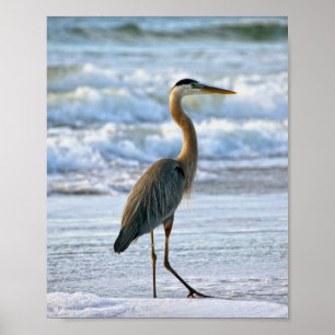 Grote blauwe haron op het strand poster