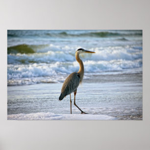 Grote blauwe haron op het strand poster