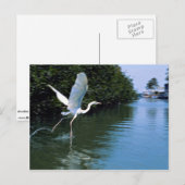 Grote blauwe haron (witte fase), Key Largo, Florid Briefkaart (Voorkant / Achterkant)