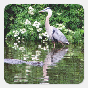 Grote Blauwe Heron en Alligator-Stickers Vierkante Sticker