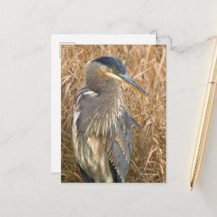 Grote Blauwe Heron in een Gebied van Golden Reeds Briefkaart