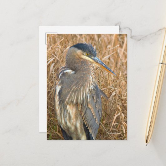 Grote Blauwe Heron in een Gebied van Golden Reeds Briefkaart (Voorkant / Achterkant in situ)