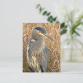 Grote Blauwe Heron in een Gebied van Golden Reeds Briefkaart (Staand voorkant)