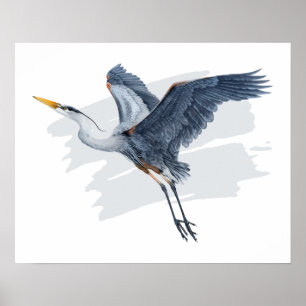 Grote Blauwe Heron in vlucht Poster