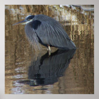 Grote Blauwe Heron in Water Poster