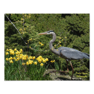 Grote Blauwe Heron met Daffodals Foto Afdruk