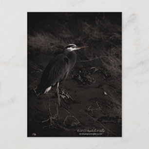 Grote Blauwe Heron P2391 Briefkaart