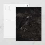 Grote Blauwe Heron P2391 Briefkaart (Voorkant / Achterkant)